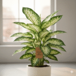 dieffenbachia tropic snow