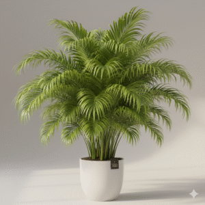 healthy Areca Palm indoor plant in a white ceramic pot.