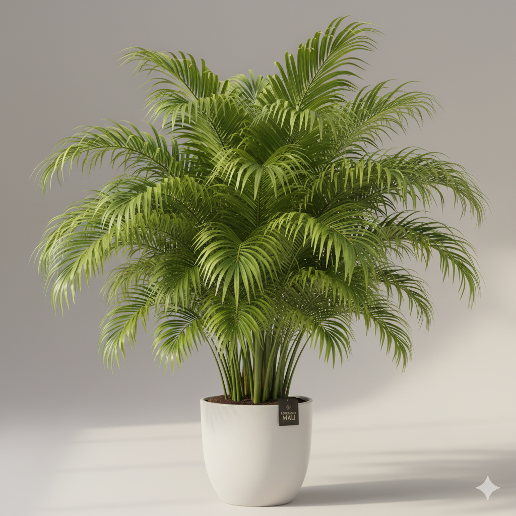 Home healthy Areca Palm indoor plant in a white ceramic pot.