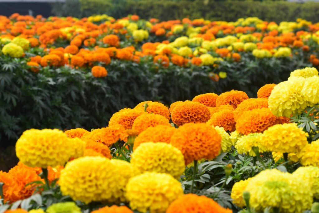 A stunning field of orange and yellow marigolds in spring, showcasing vibrant blooms and lush foliage.